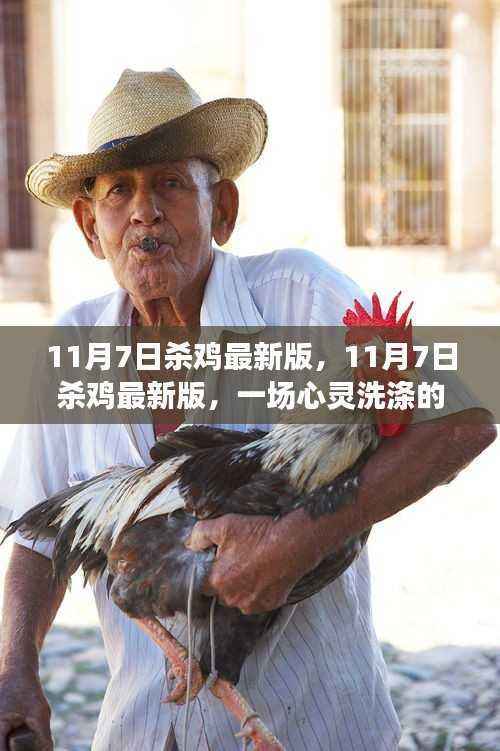 11月7日杀鸡最新版,自然美景的心灵洗涤之旅