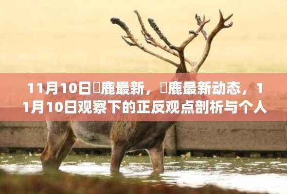 11月10日黇鹿最新动态观察,正反观点与个人立场剖析