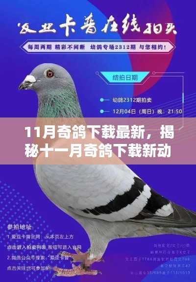 揭秘十一月奇棋下载新动向,趋势、亮点与前瞻——最新动态一网打尽