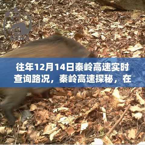 冬日暖阳下的秦岭高速路况实时查询与内心宁静探寻之旅