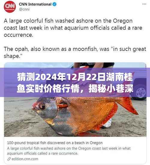 揭秘湖南桂鱼行情预测,探寻小巷深处的桂鱼秘境,预测湖南桂鱼在2024年12月22日的神秘价格走势分析