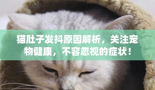 猫肚子发抖原因解析,关注宠物健康,不容忽视的症状!