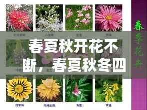 春夏秋开花不断，春夏秋冬四季开花 