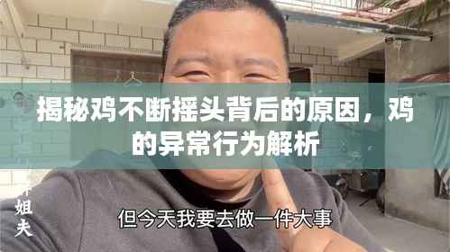 揭秘鸡不断摇头背后的原因,鸡的异常行为解析