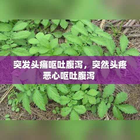 突发头痛呕吐腹泻,突然头疼恶心呕吐腹泻