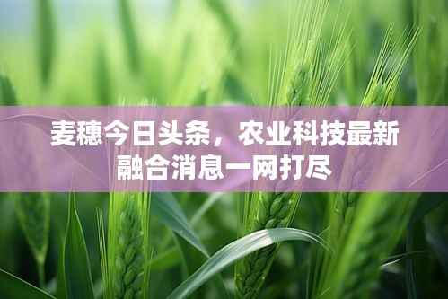 麦穗今日头条,农业科技最新融合消息一网打尽
