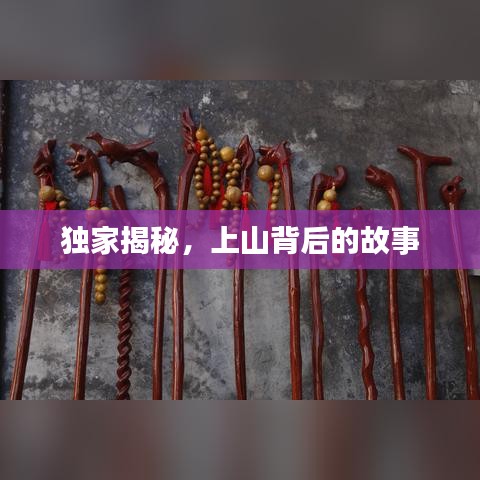 独家揭秘,上山背后的故事