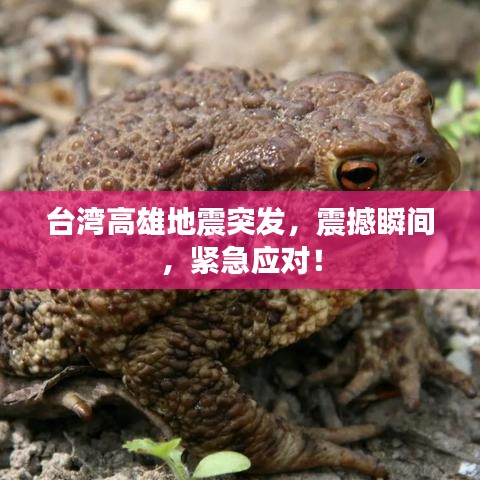 台湾高雄地震突发，震撼瞬间，紧急应对！